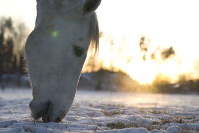 Close-up of horse