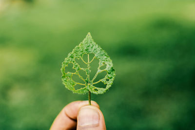 Close-up of hand holding leaf