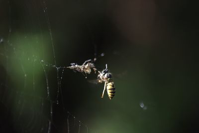 Close-up of spider on web