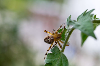 Close-up of insect on plant