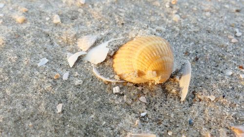 Close-up of seashell on beach