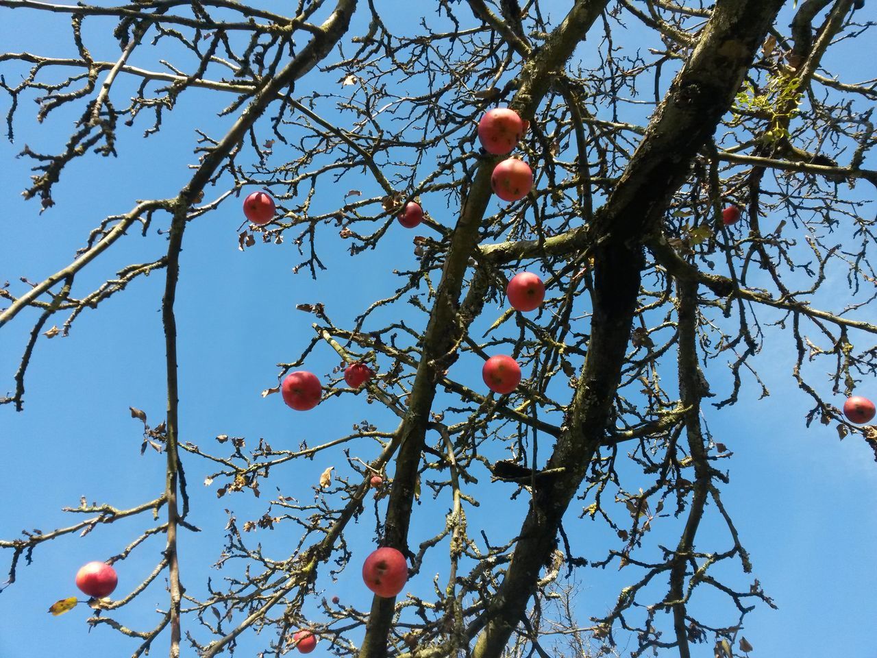 fruit, tree, growth, branch, low angle view, day, food and drink, outdoors, no people, clear sky, nature, bare tree, food, sky, close-up, freshness, orange tree