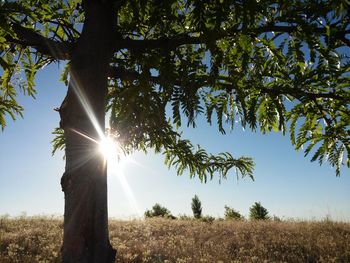 Trees on field against sky