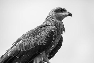 Close-up of a bird against clear sky