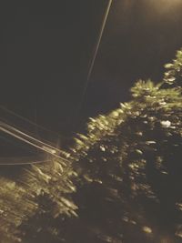 Close-up of illuminated tree against sky at night