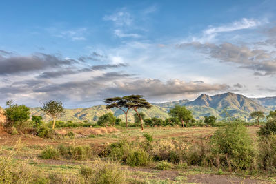 Scenic view of field against sky