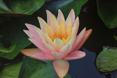 Close-up of lotus water lily in pond