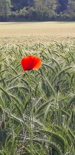 Close-up of red poppy in field