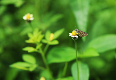 Close-up of butterfly pollinating on flower