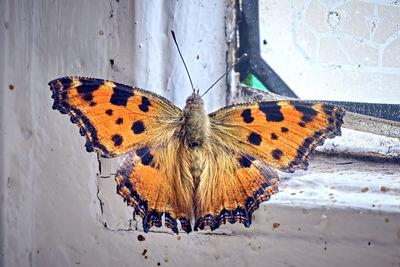 Close-up of butterfly