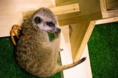 High angle view of meerkat relaxing on table