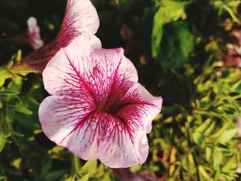 Close-up of pink flower