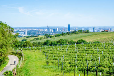 Vineyard with a view of the city of vienna