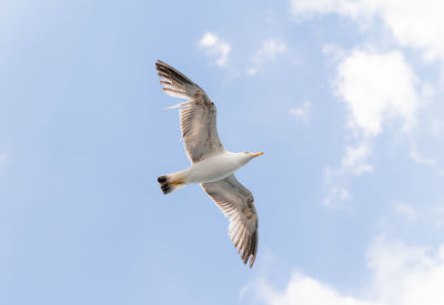 Low angle view of seagull flying