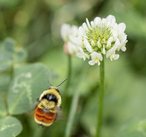 Close-up of bee on flower