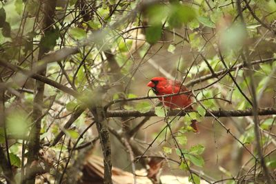 Bird perching on a tree