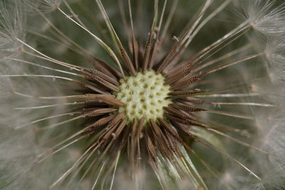 Close-up of dandelion growing outdoors