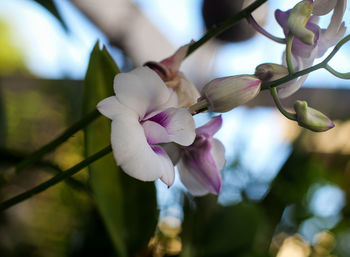 Close-up of pink flowering plant