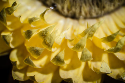 Full frame shot of yellow rose