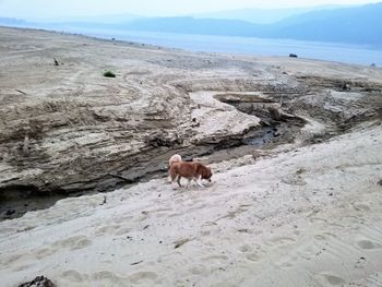 View of a horse on land