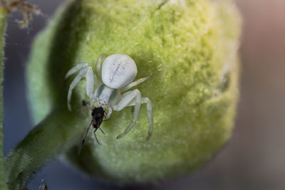 Close-up of insect on leaf