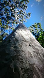 Low angle view of trees against sky