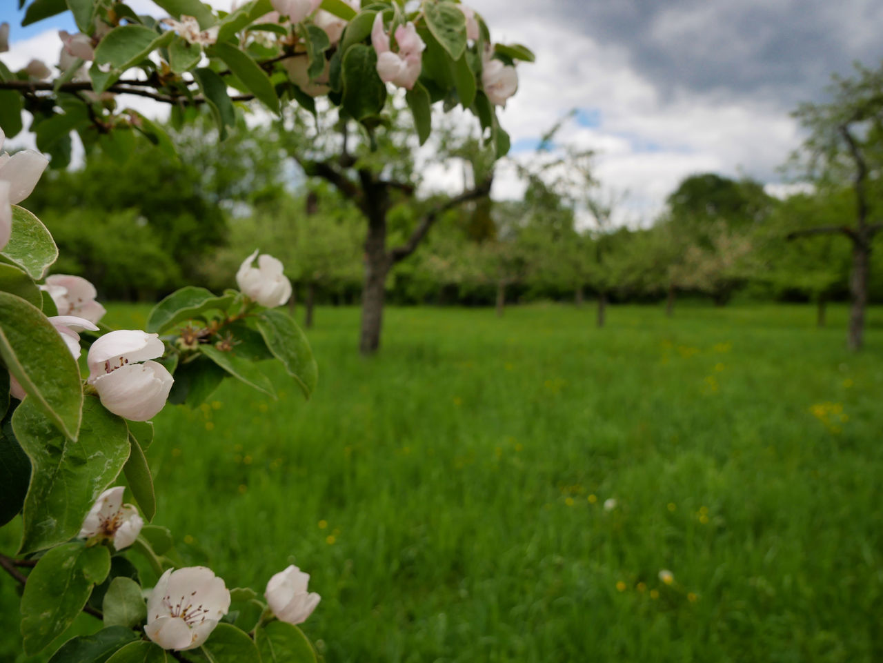 CLOSE-UP OF WHITE FLOWERING PLANTS AND TREES IN FIELD