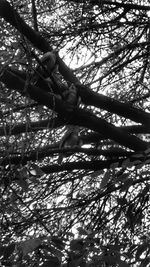 Low angle view of tree in forest