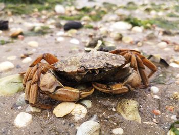 Close-up of crab on rock