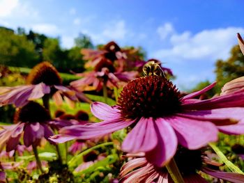 Close-up of purple coneflower blooming outdoors