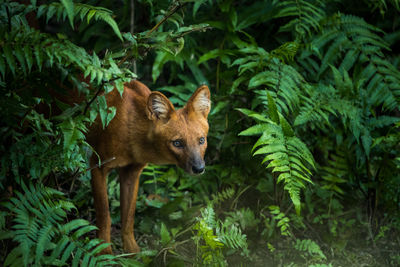 Dhole standing by plants in forest