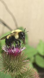 Close-up of bee pollinating on flower