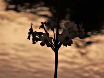 Close-up of wilted flowering plant against sky during sunset