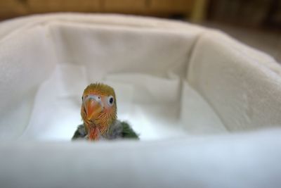 Close-up of a baby lovebird