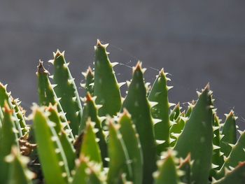 Close-up of plant growing outdoors