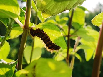 Close-up of butterfly on leaf