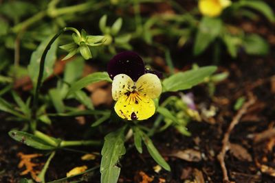 Close-up of yellow flower