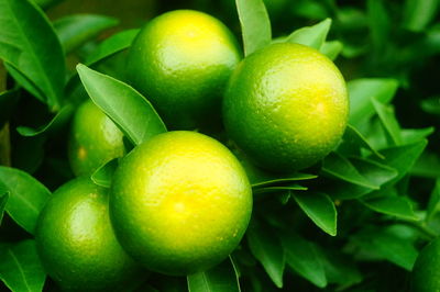 Close-up of oranges