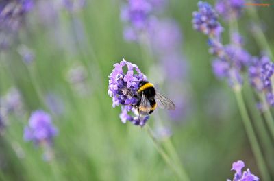 Bee pollinating on purple flower