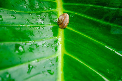 Close-up of green leaves