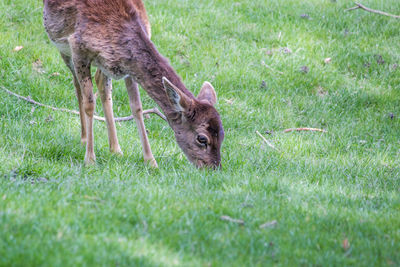 Deer in a field