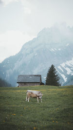 View of a cow on field against mountain range