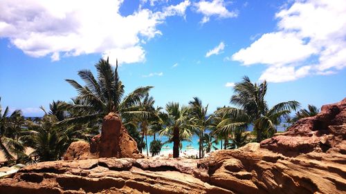 Low angle view of palm trees against sky