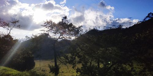 Low angle view of trees against sky