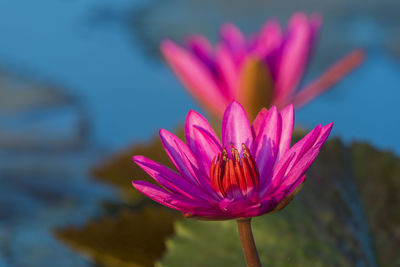 Close-up of pink lotus water lily