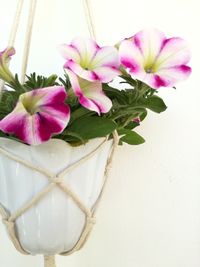 Close-up of pink flowers in vase