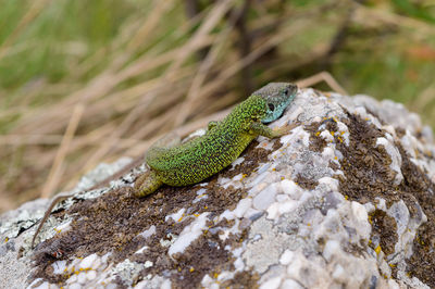 Close-up of lizard on rock