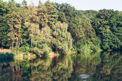 Scenic view of lake amidst trees in forest