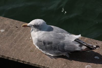 High angle view of seagull