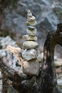 Stack of tree trunk